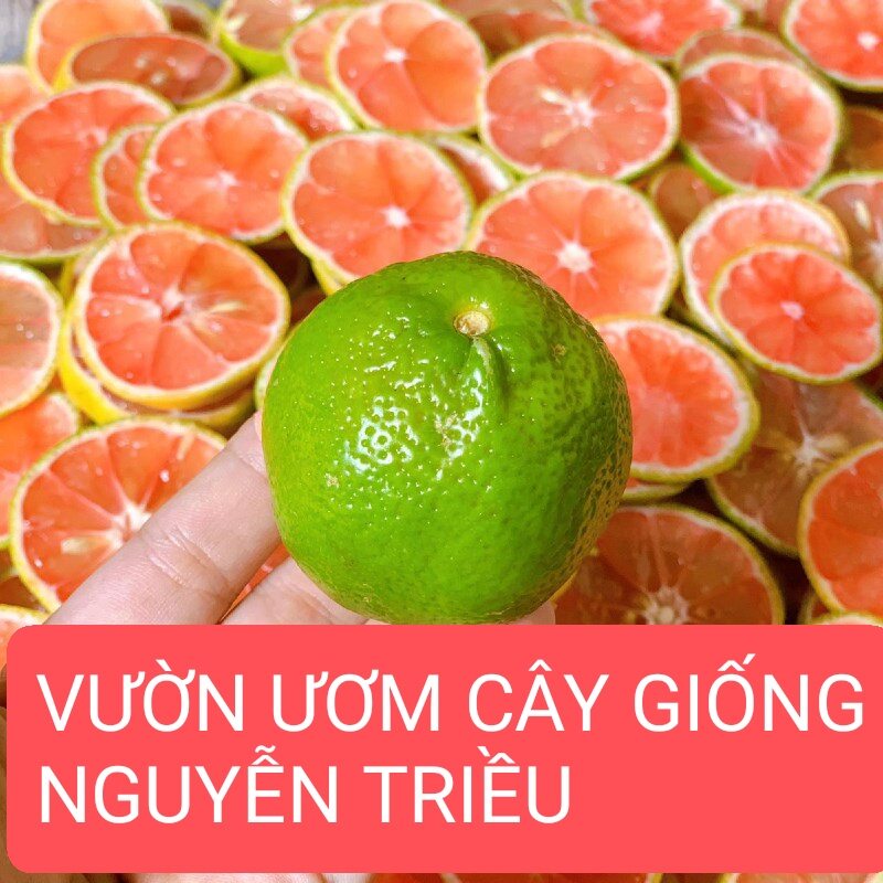 Cây chanh đào ruột đỏ chuẩn f1
