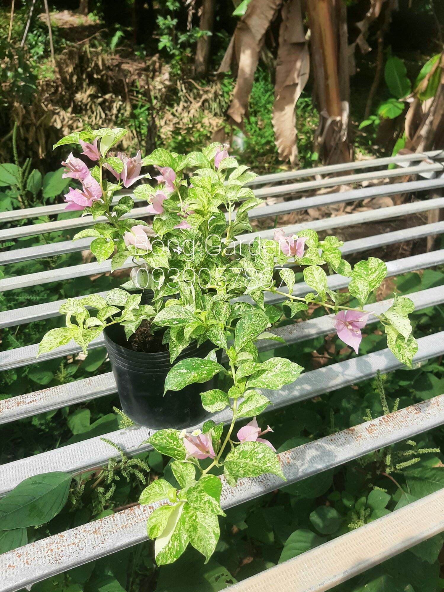 Bông garden_singapo plash cây giâm cành nguyên bản