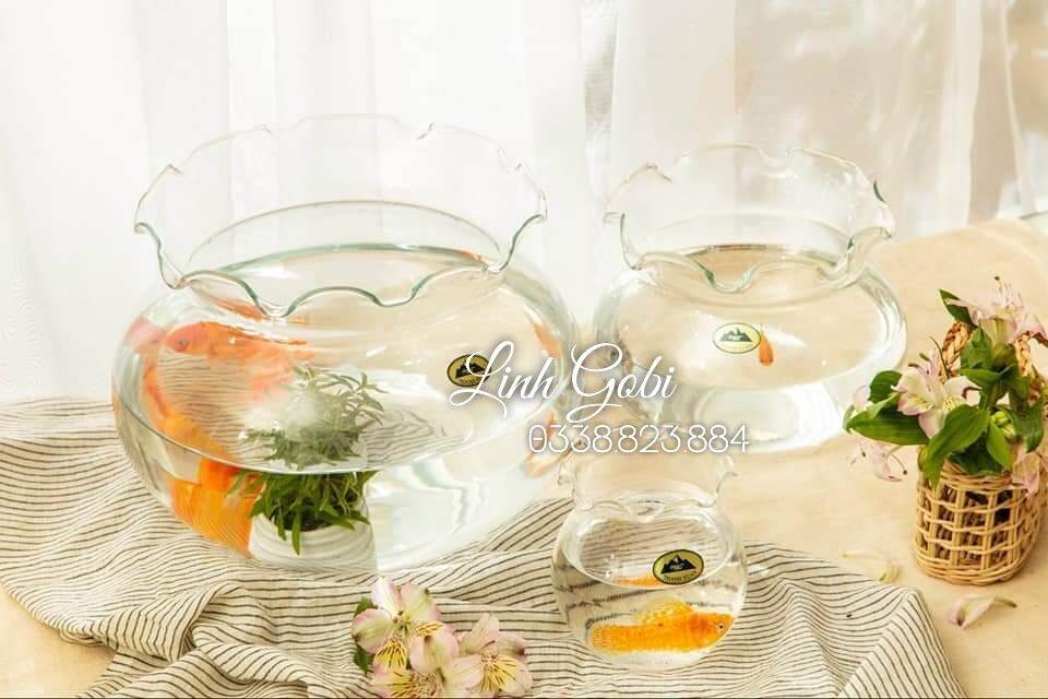 Bể thả cá thủy tinh miệng bèo/ bể cá mini để bàn