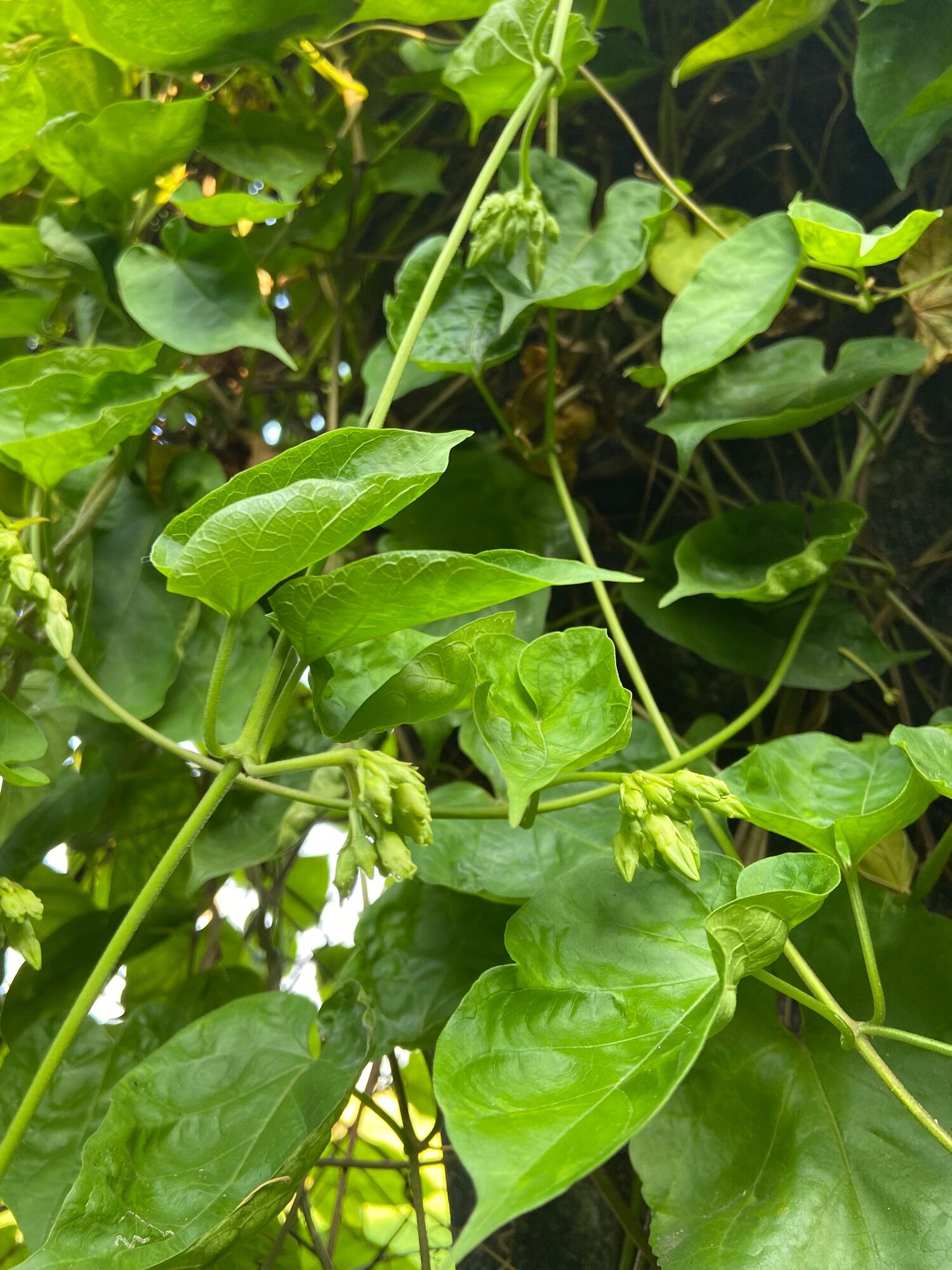 Cây giống Hoa thiên lý