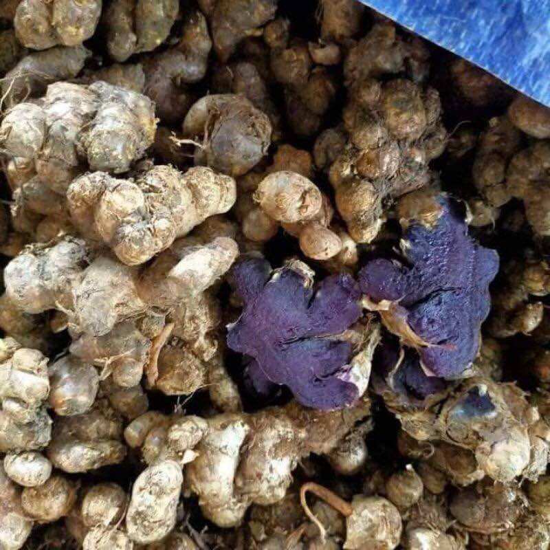 Gừng đen 1kg củ tươi 100% mọc tự nhiên ở rửng
