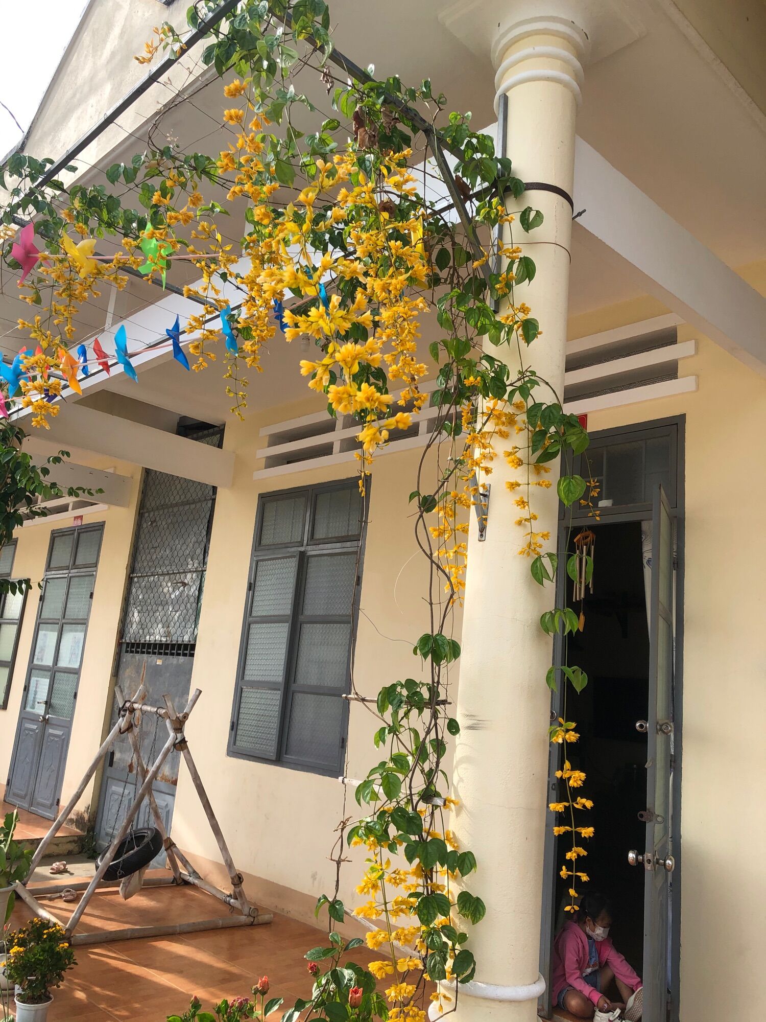 Chậu hoa Lan hoàng dương