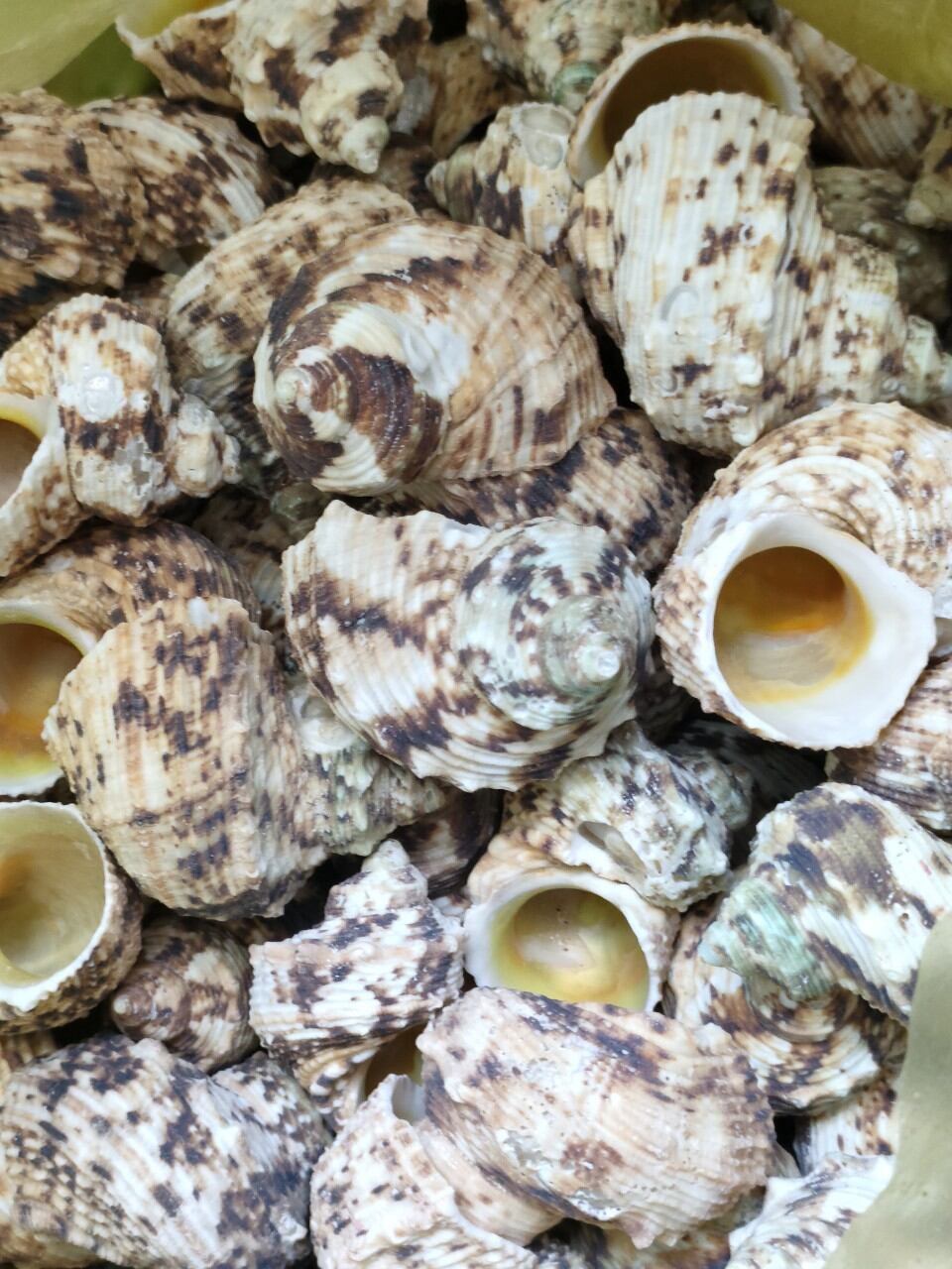 Vỏ ốc size lớn