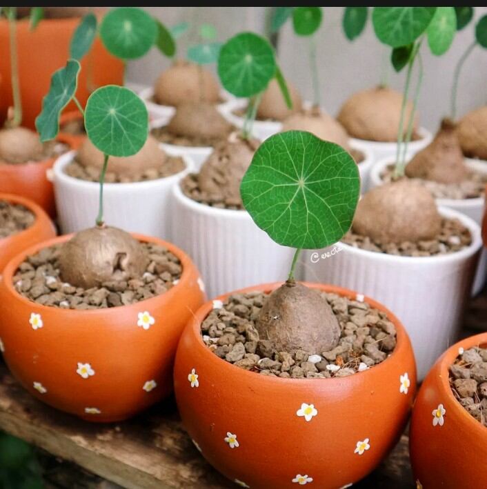 Củ binh vôi (đào ơ nùi Cấm) 1 cù từ 6cm den 8cm