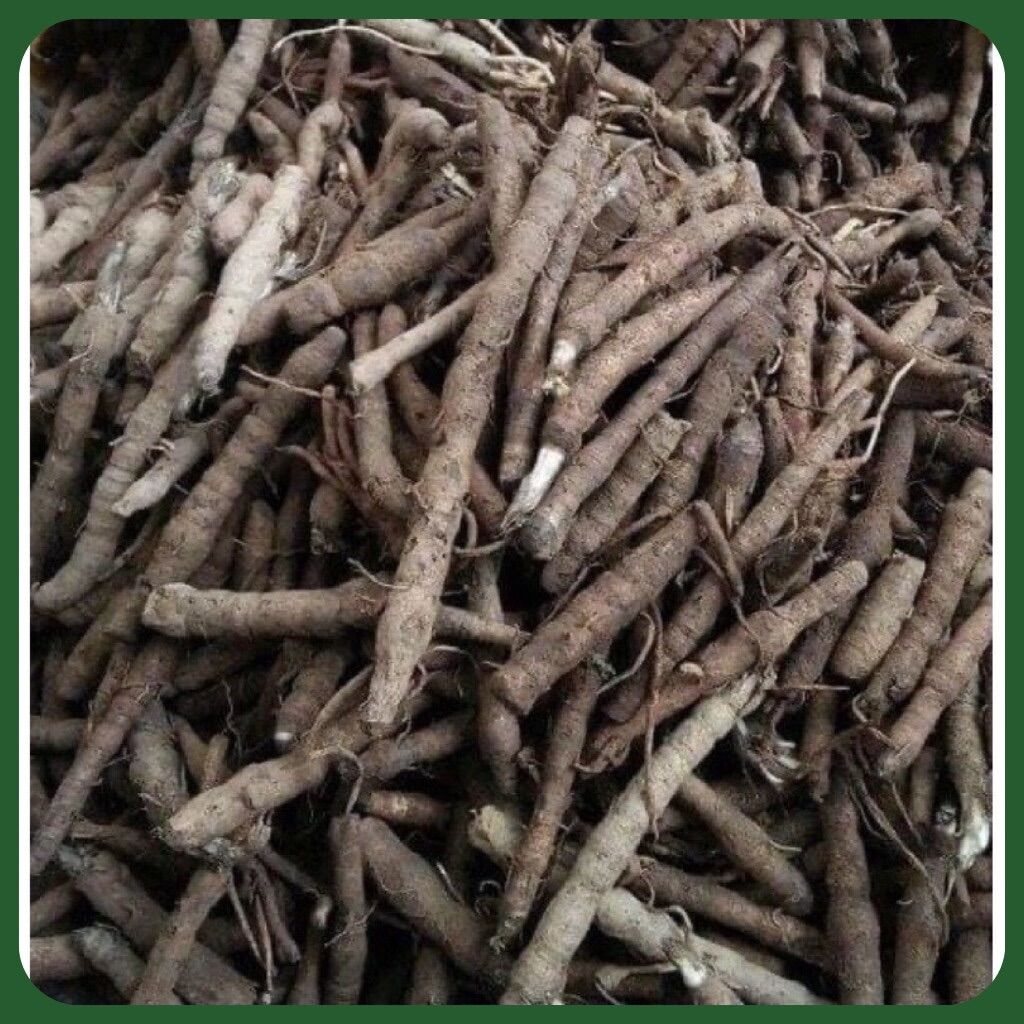 Sâm cau đen ( tiên mao ) loại 1 bổ can thận, mạnh gân cốt