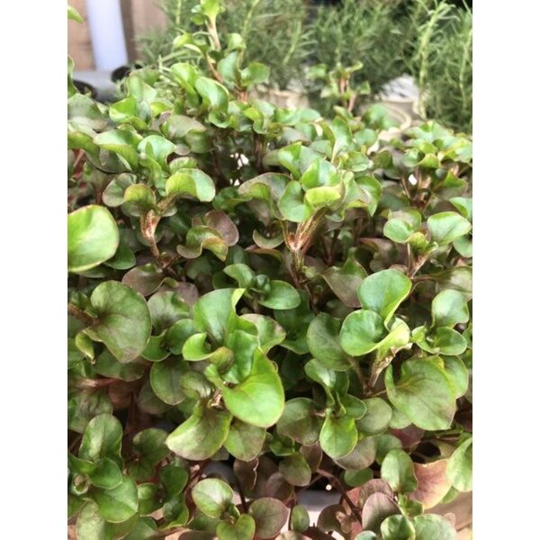 Rau dền/ cải xoong Nhật giống (500g cây giống), chỉ giao Miền Nam