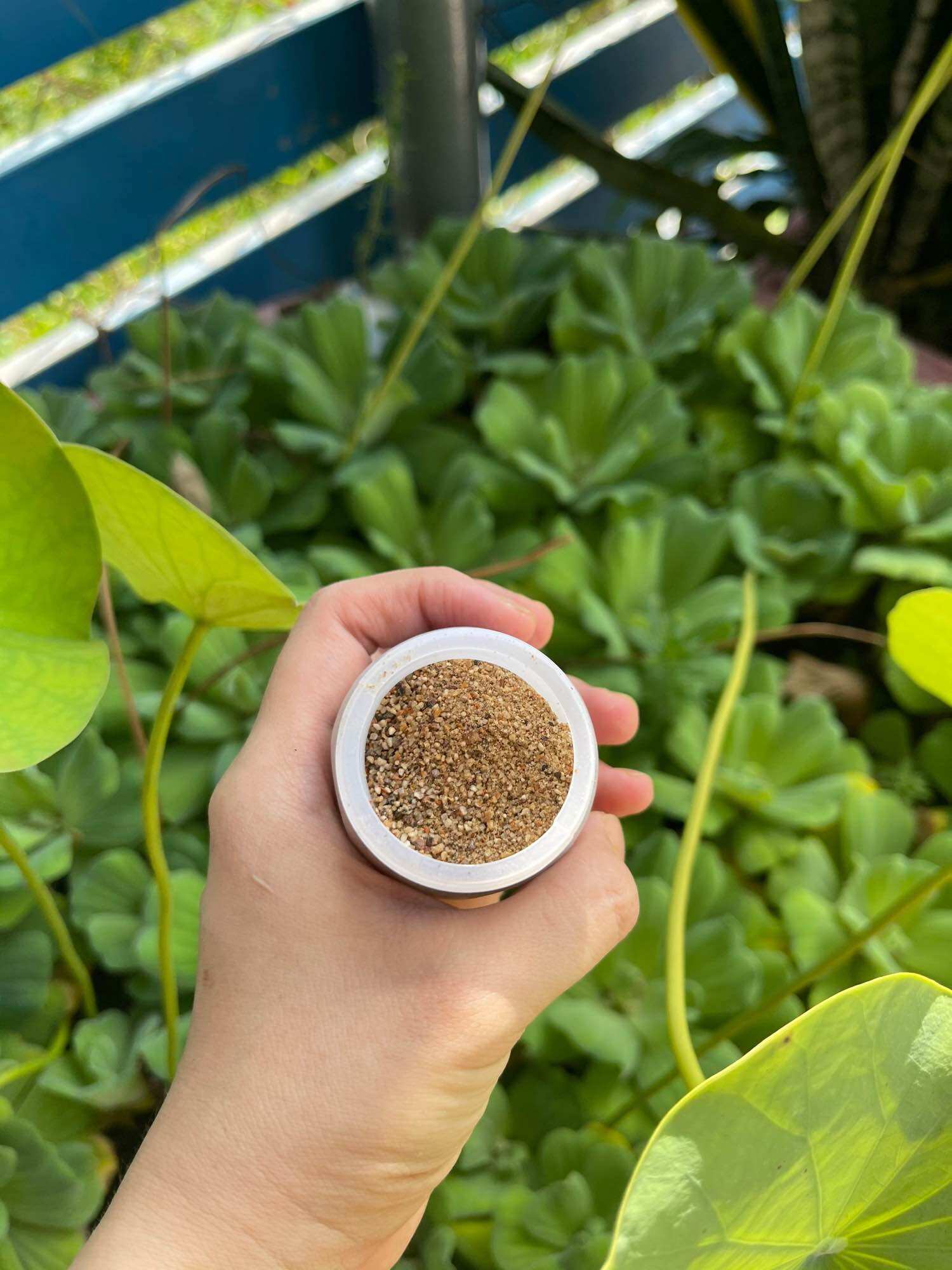 Tiêu lốp Tây Ninh siêu ngon hủ mini