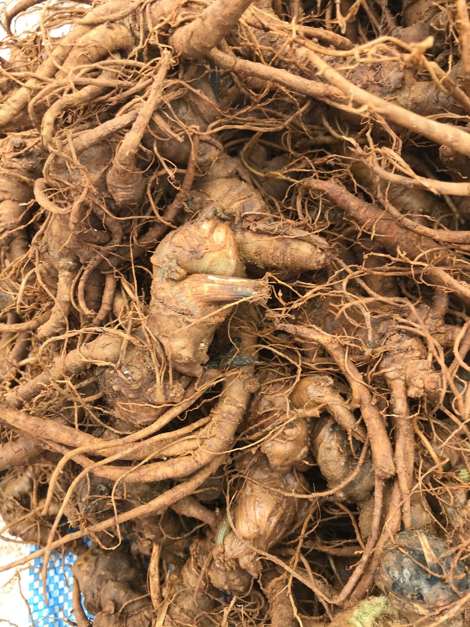 500g củ tam thất tươi Tây Bắc