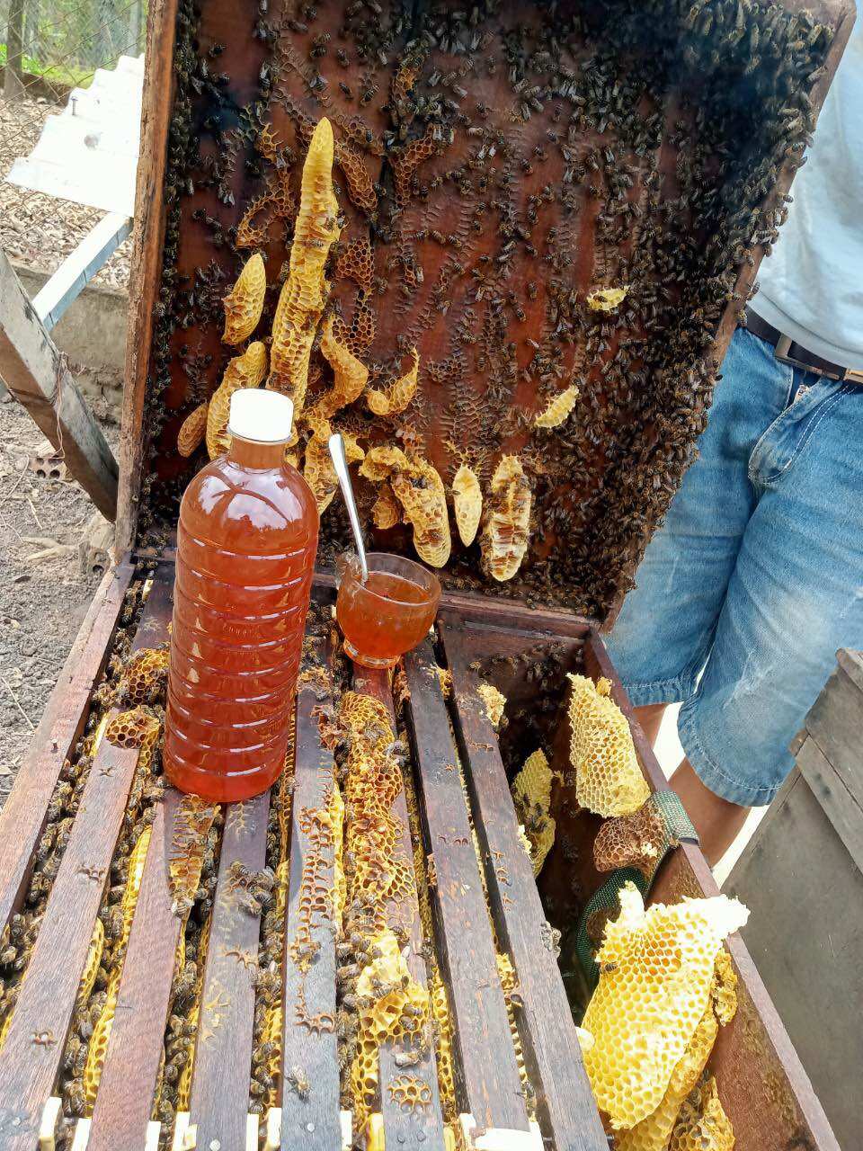 1 lít mật ong hoa cà phê đắk lắk nguyên chất 100% chai 500ml