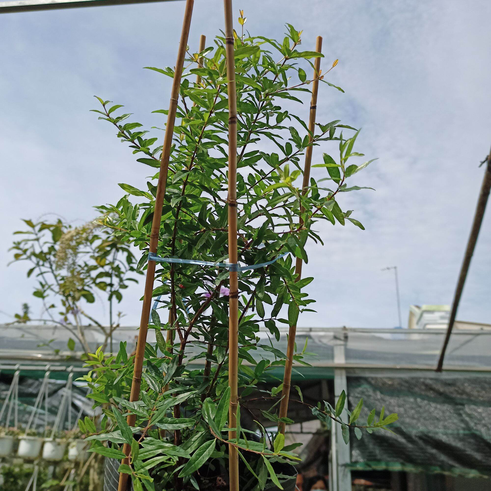 Cây giống lựu đỏ Ấn Độ cao từ 50cm, đang hoa, trái nhỏ