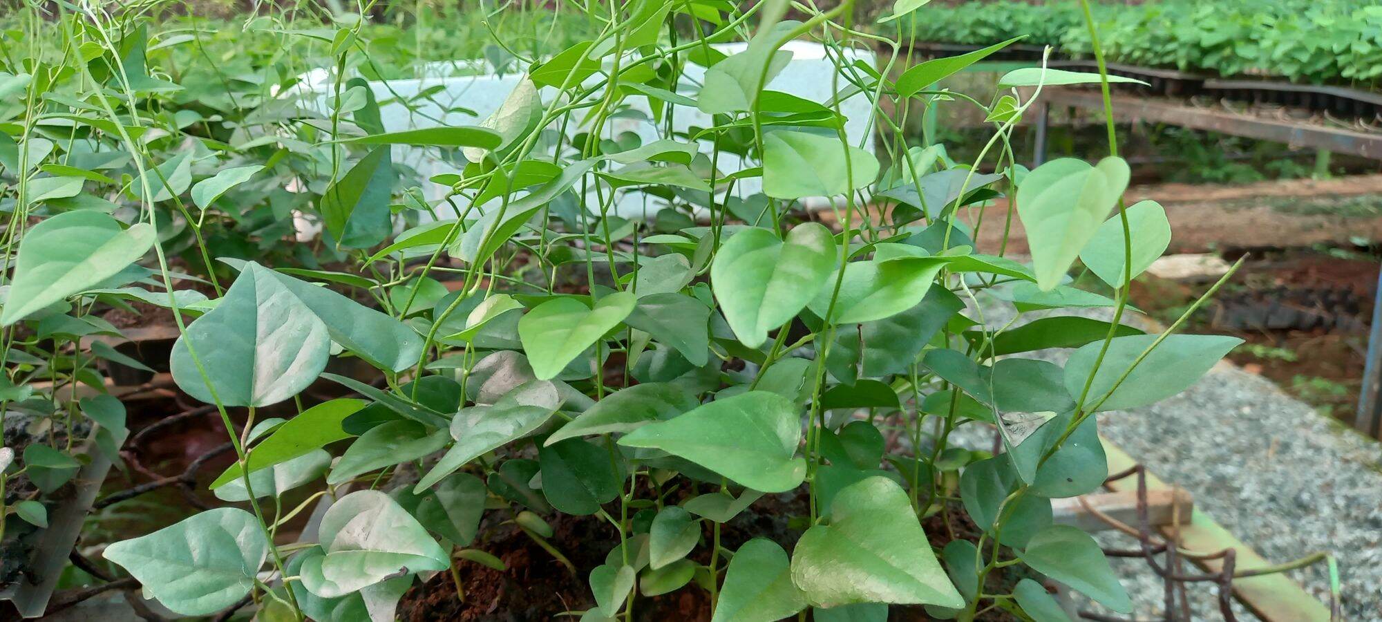 5 cây sương sâm trơn 55k tặng 1