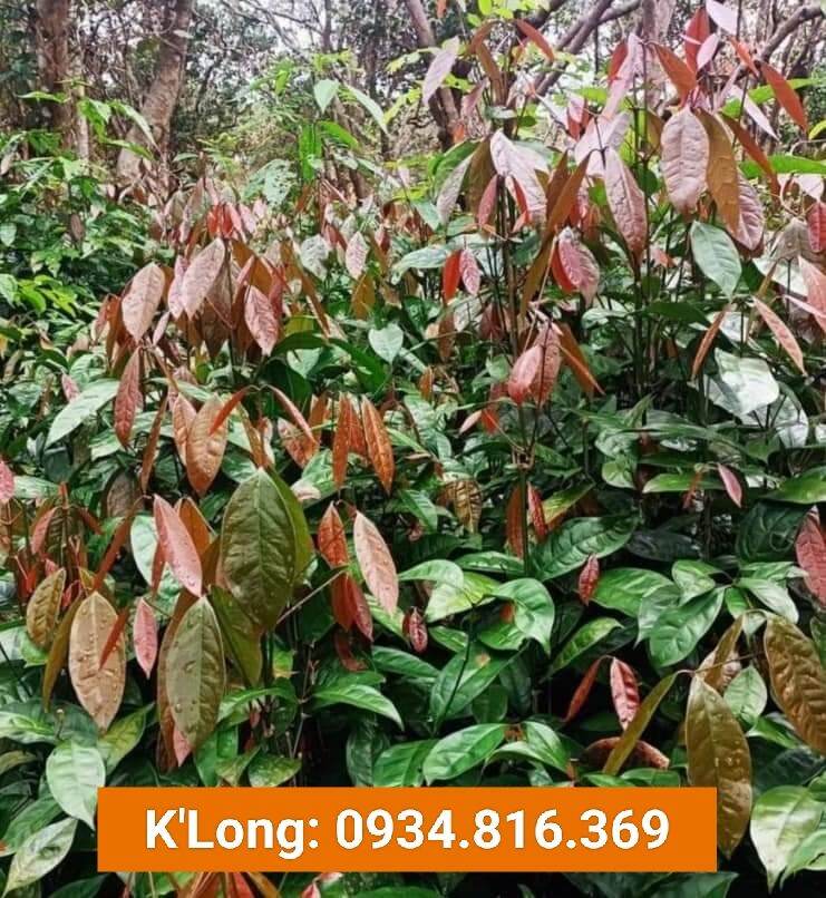 RAU BÉP RỪNG TƯƠI K'LONG - 1kg