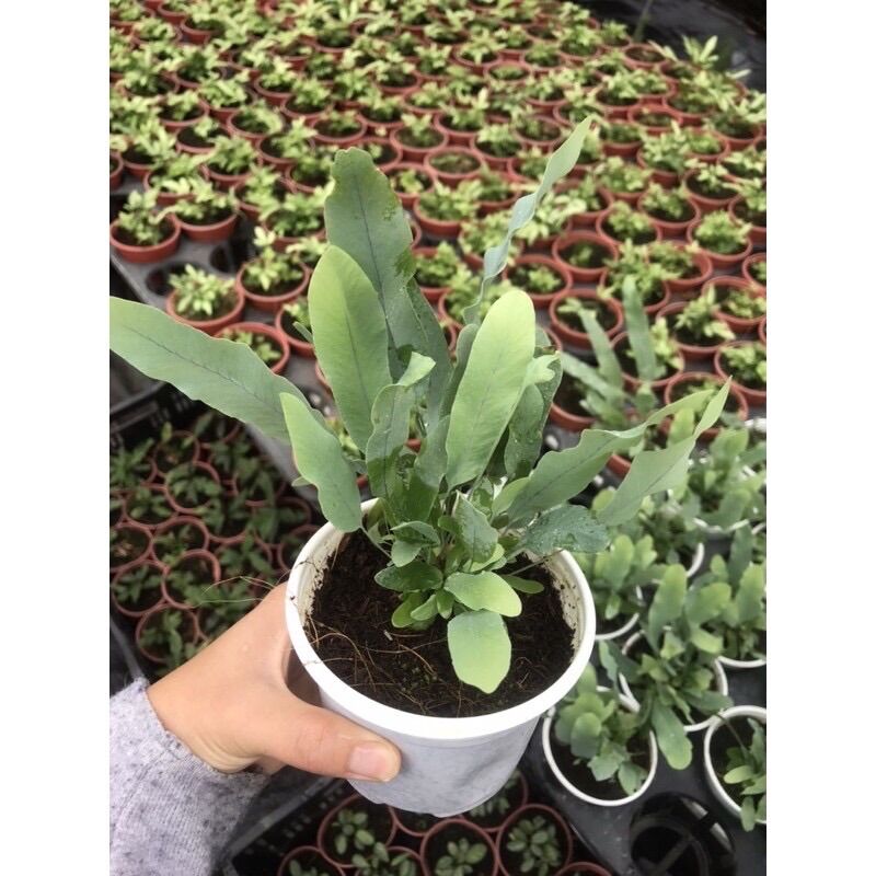 <CÂY PHONG THỦY> Chậu Dương Xỉ Bạc sz trung