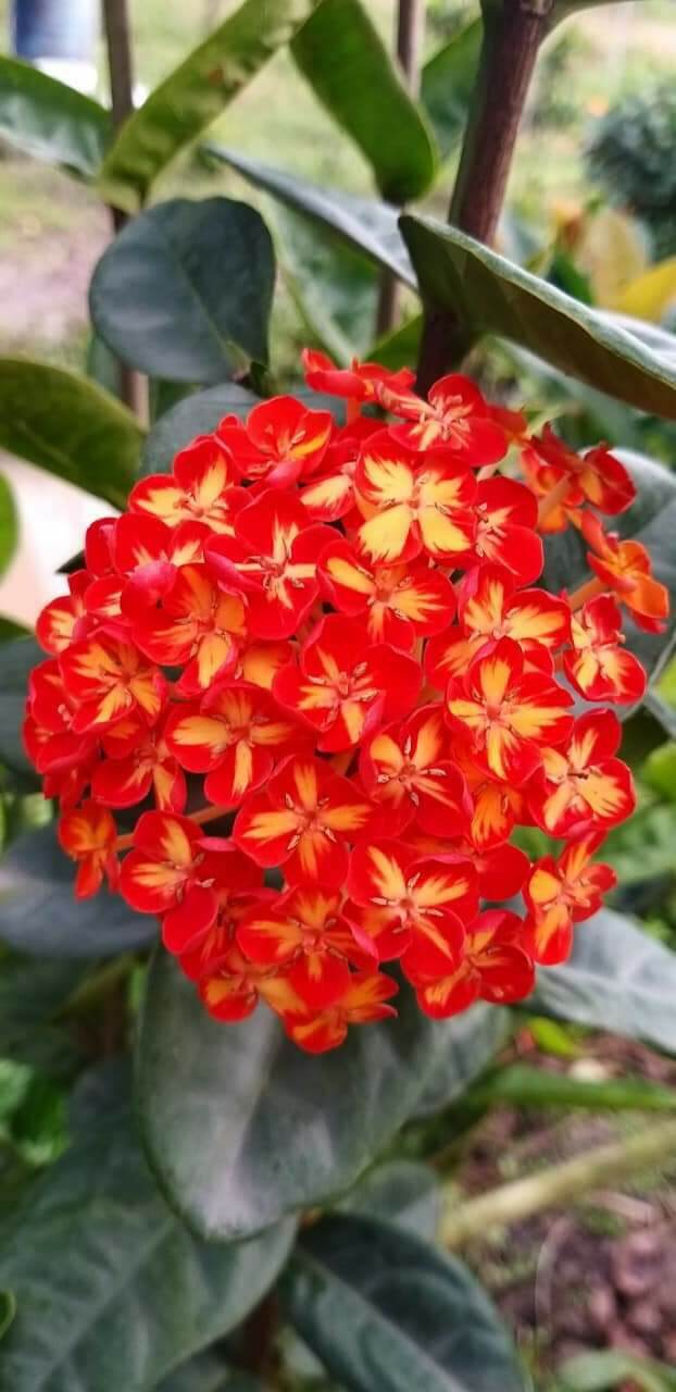 Cây giống Phụng Hoàng Cam
