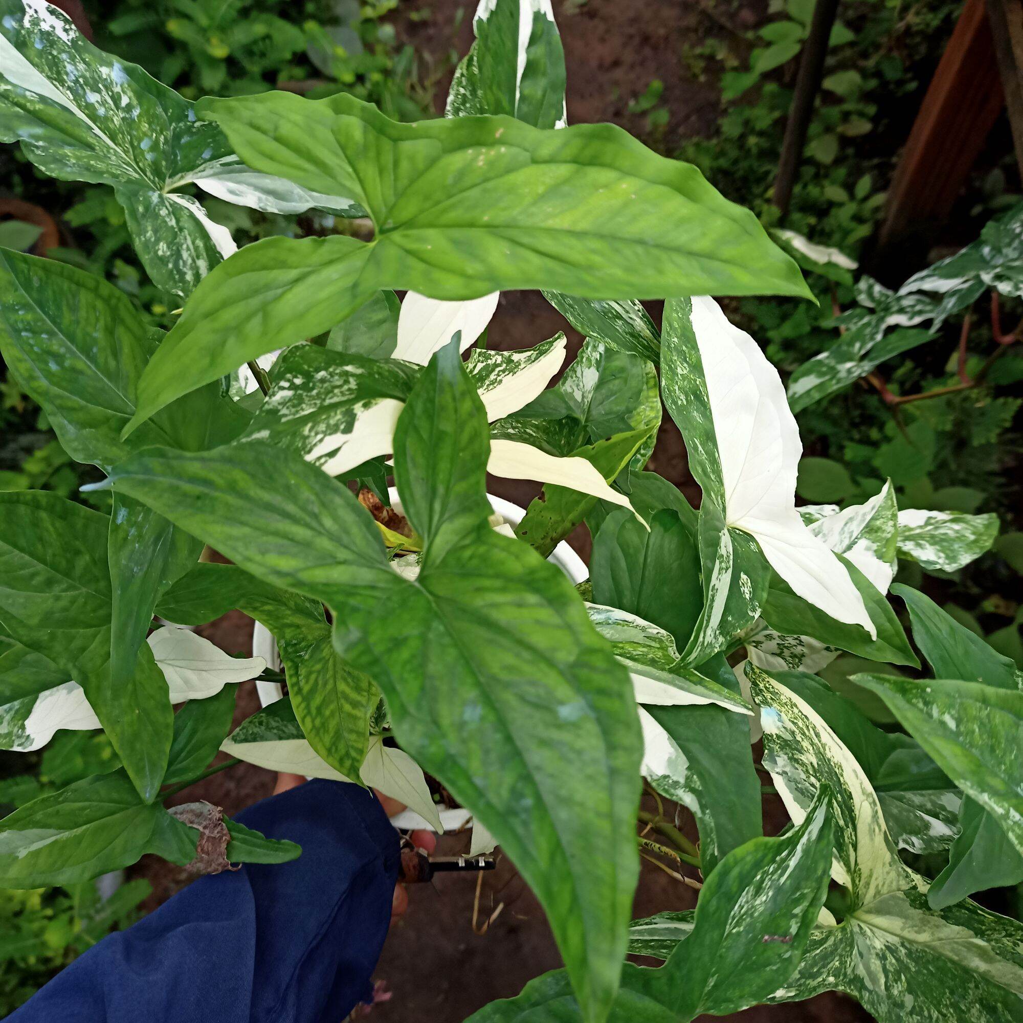 Chậu cây syngonium albo
