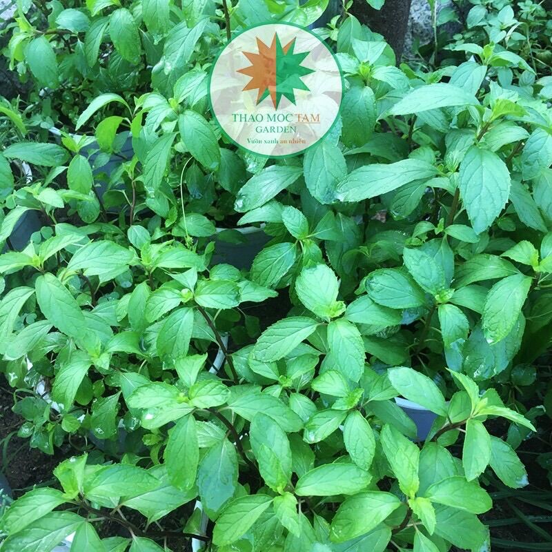 Chậu Cây Bạc Hà Pepper Mint / Bạc Hà Âu (Bạc Hà Tiêu)