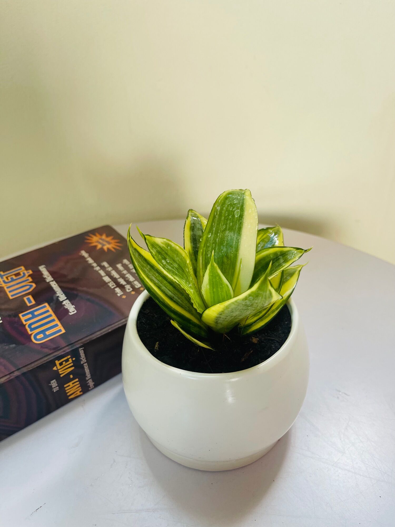 Lưỡi hổ Thái búp sen vàng