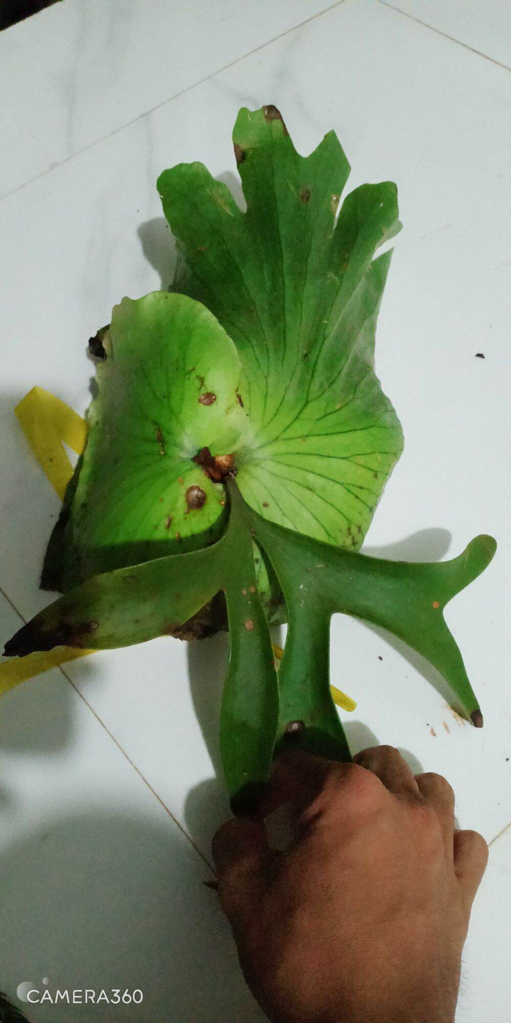 Cây Ổ Rồng