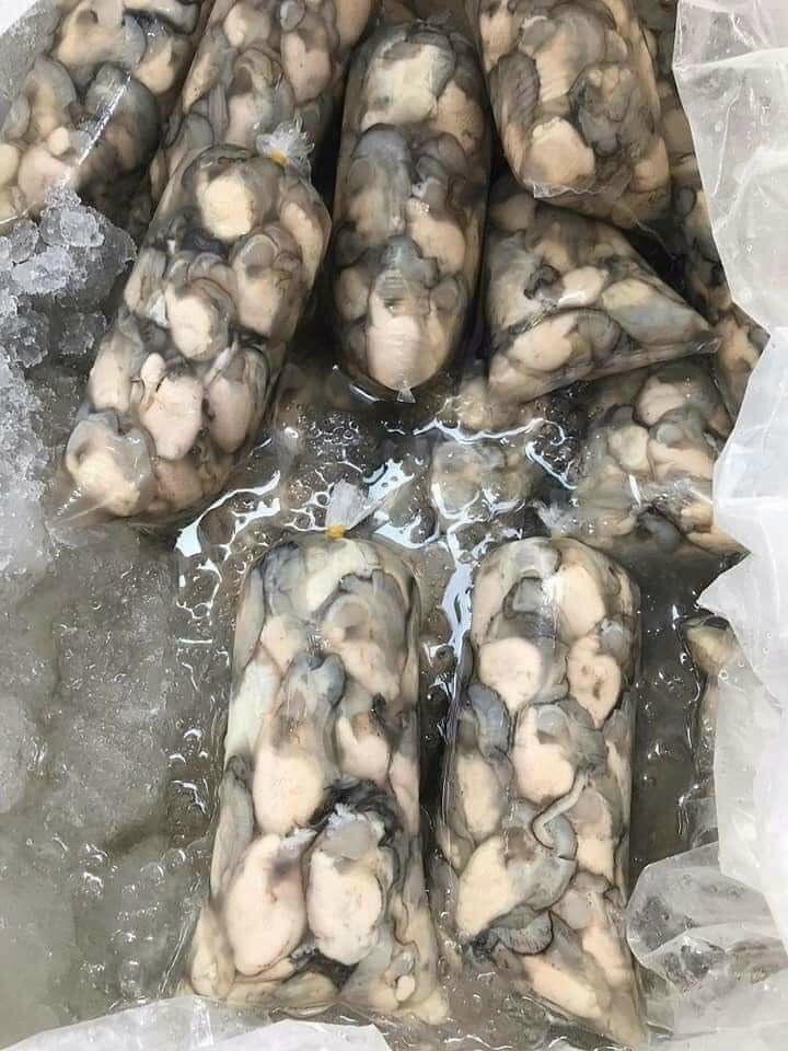Hào sữa tách vỏ 500g (giao tphcm) đặt hoả tốc