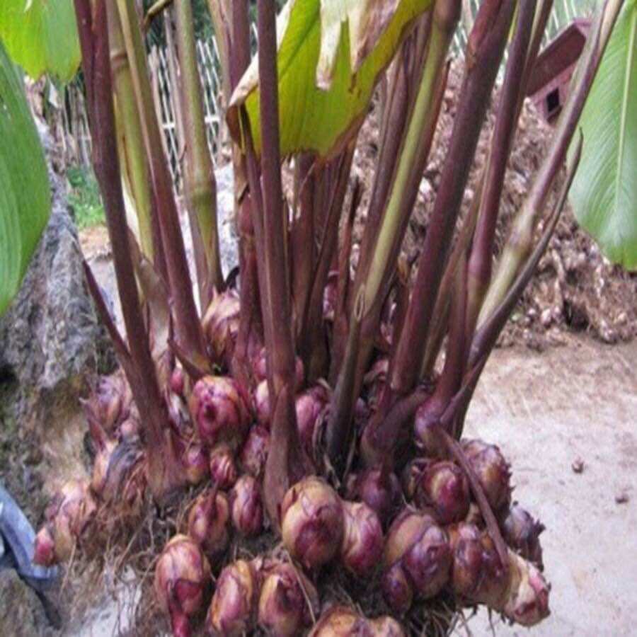 1 kg củ Riềng tươi