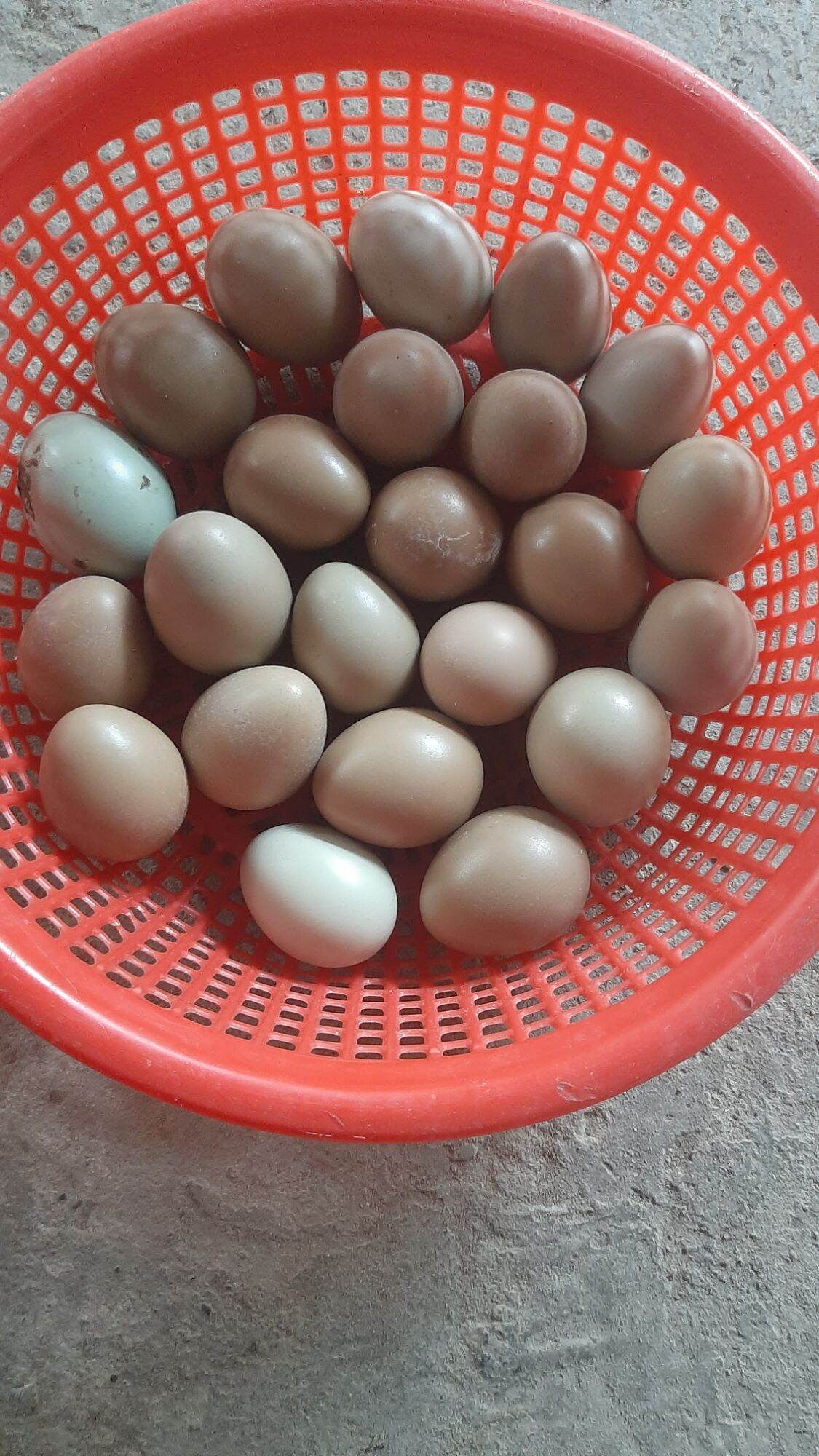 Trứng chim Trĩ Combo 20 quả ăn bồi bổ