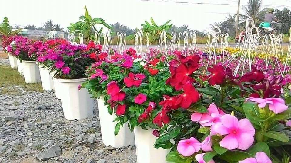 Dừa cạn đứng mix màu HOA TẾT