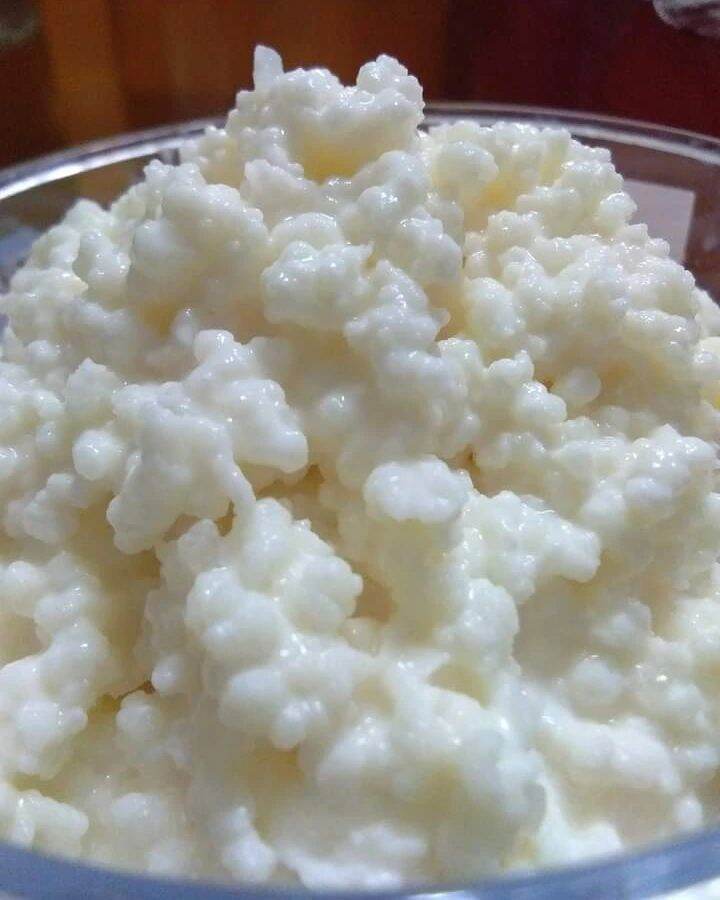 nấm sữa kefir làm sữa chua - 10gr