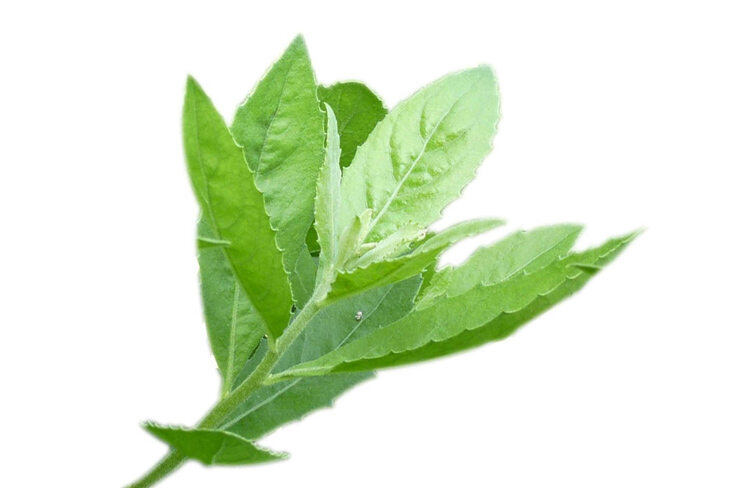 lá cây cúc tần tươi 1kg