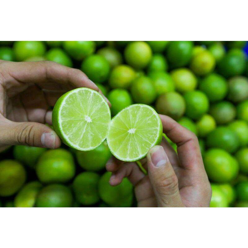 CÂY GIỐNG CHANH KHÔNG HẠT ( CÂY KHOẺ , RỄ NHIỀU)