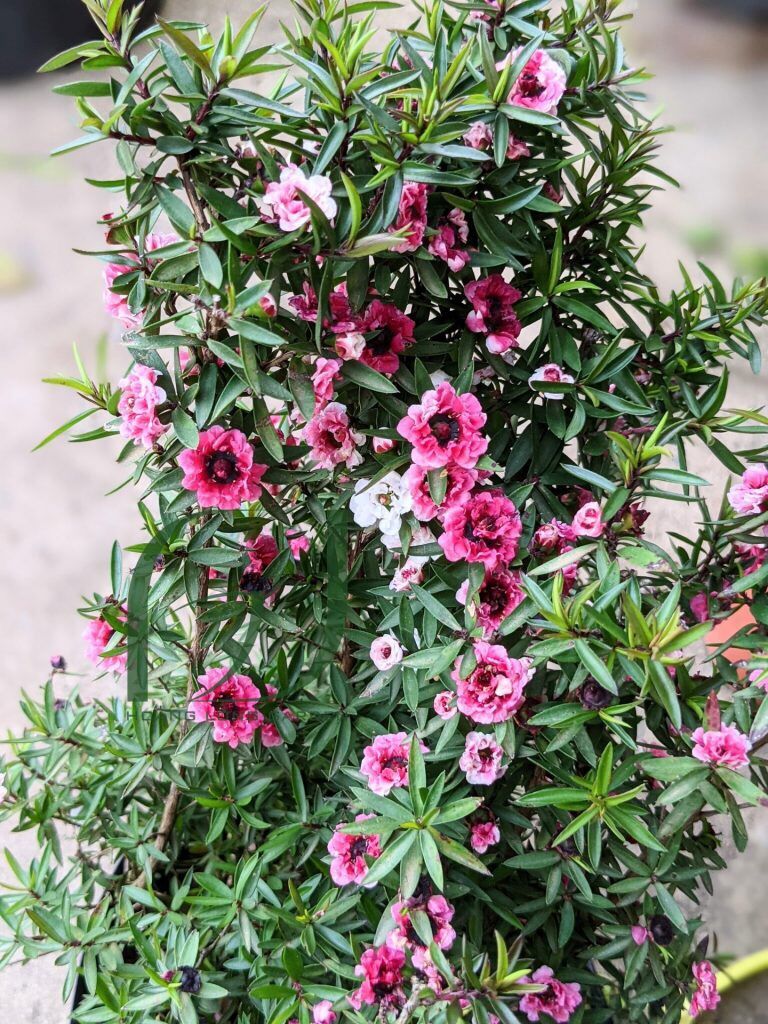 Cây tùng tuyết mai (nhất chi mai, hoa thanh liễu, bạch tuyết mai) - cao 40-60cm