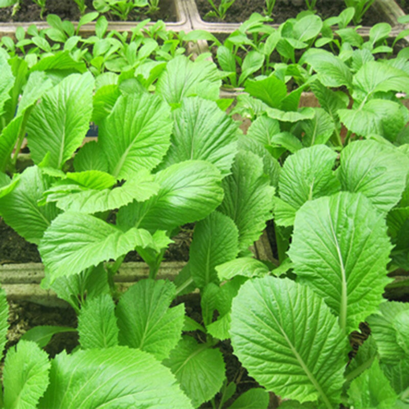 Hạt giống Cải Bẹ Xanh