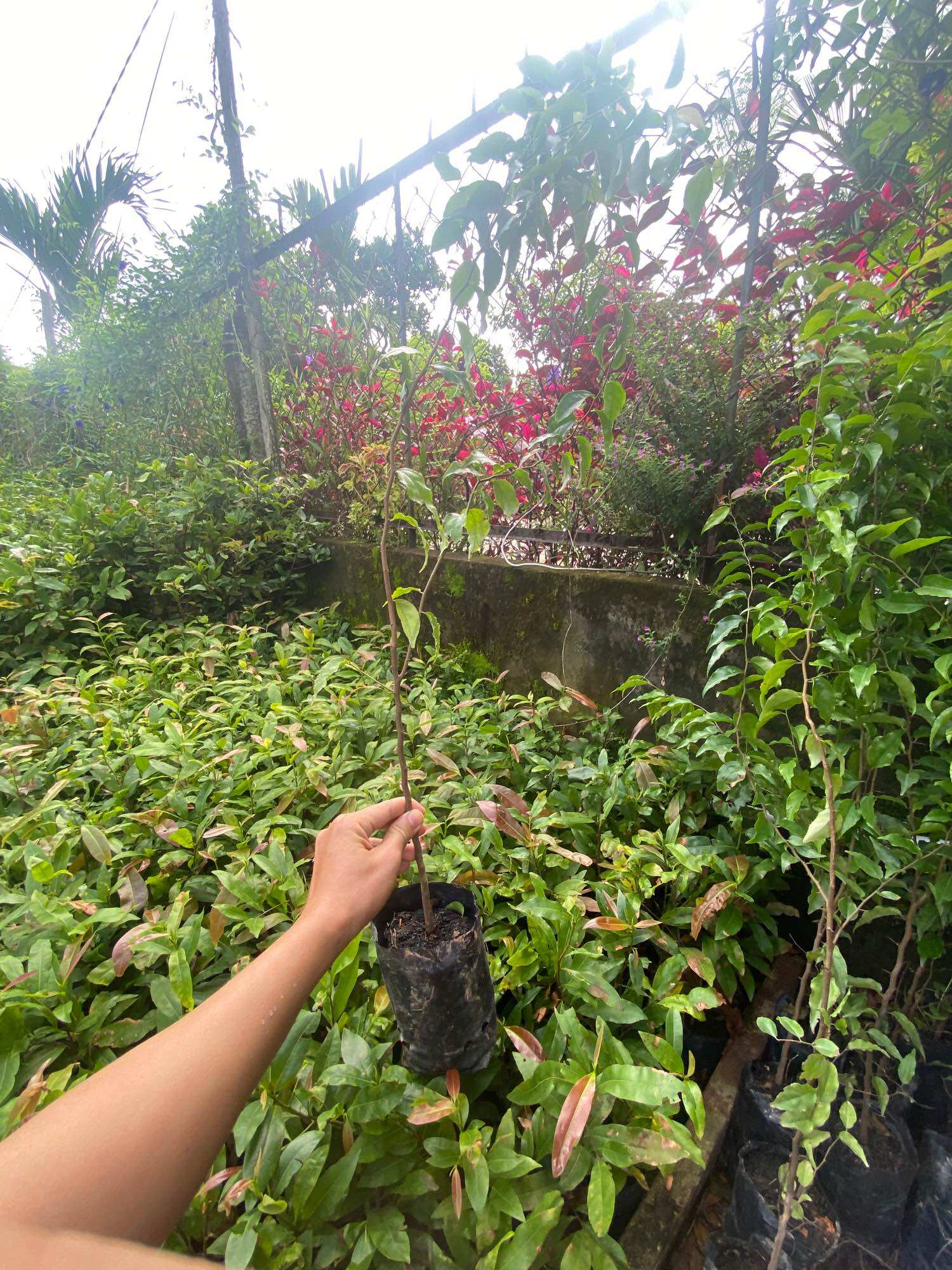 Cây hồng quân thái ( cây giống )cao 60-70 cm