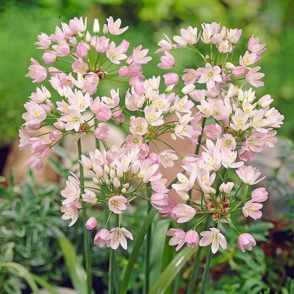 Củ hoa alium chơi Tết