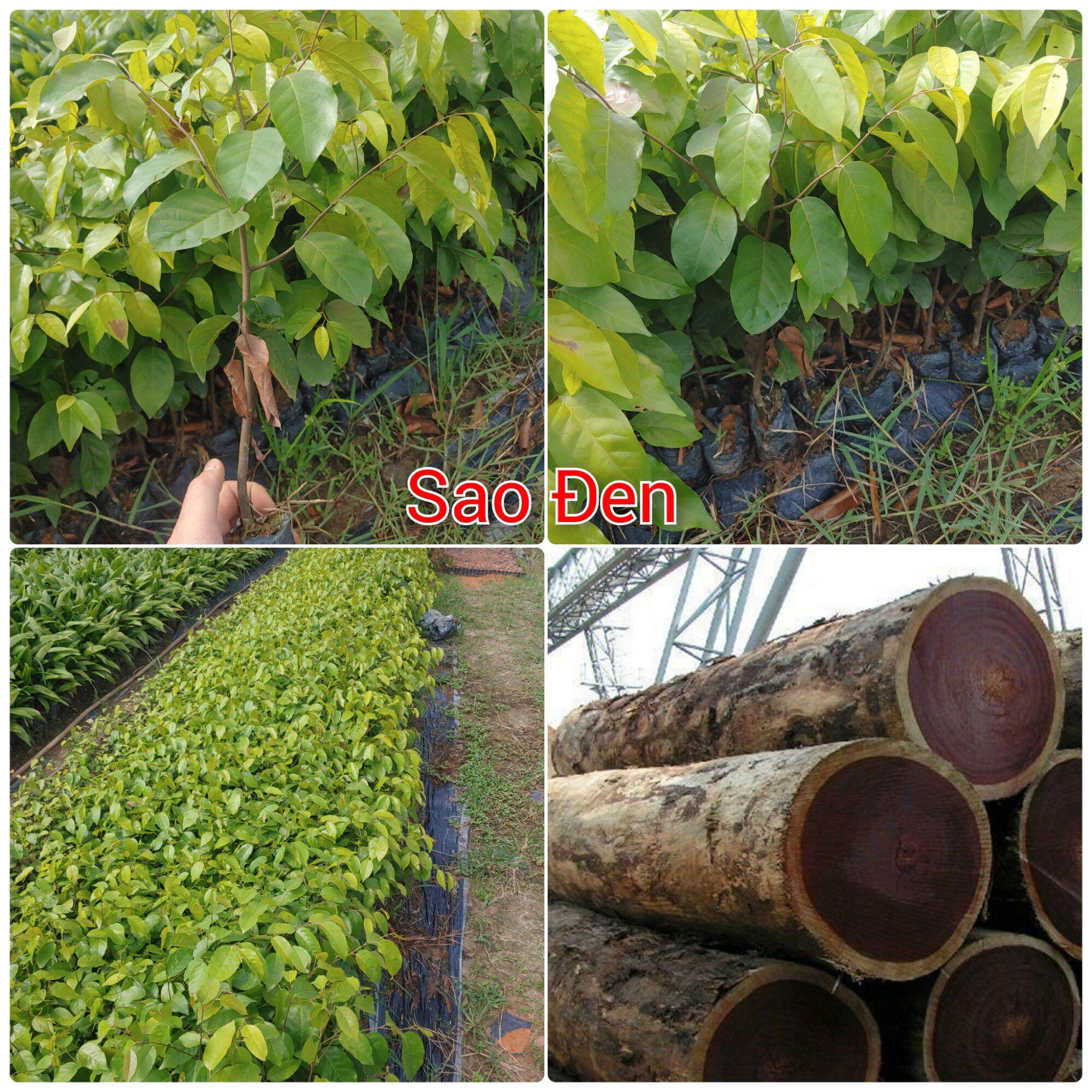 Cây giống Sao đen