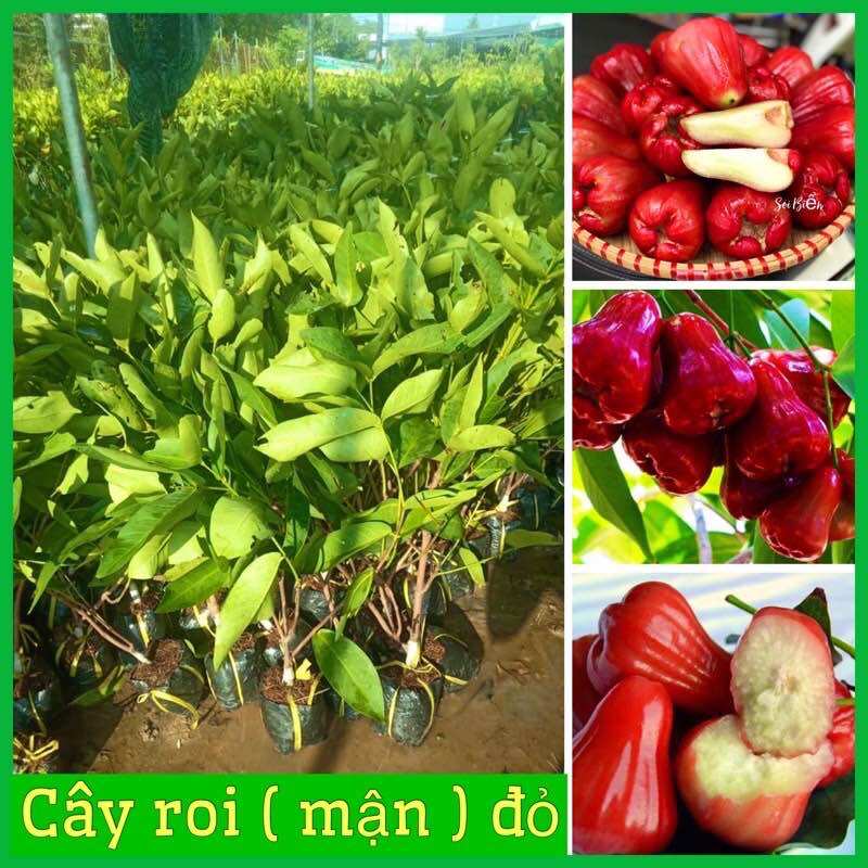 Cây mận đỏ thái