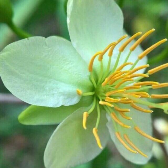 Hoa Thanh Mai cây ghép chuẩn