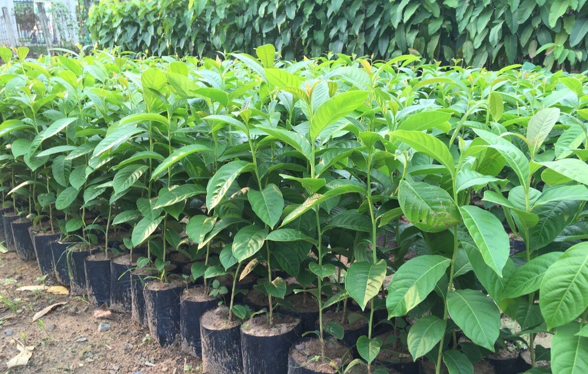 combo 3 cây giống bằng lăng tím cao 60-80cm.