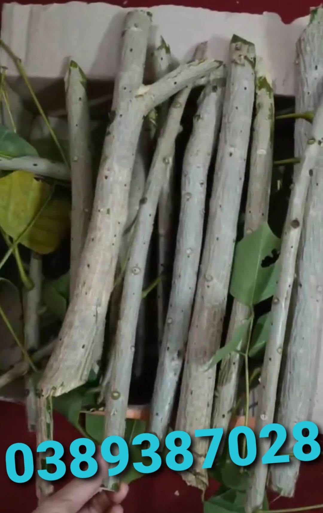 15 hom cây vông nem giống