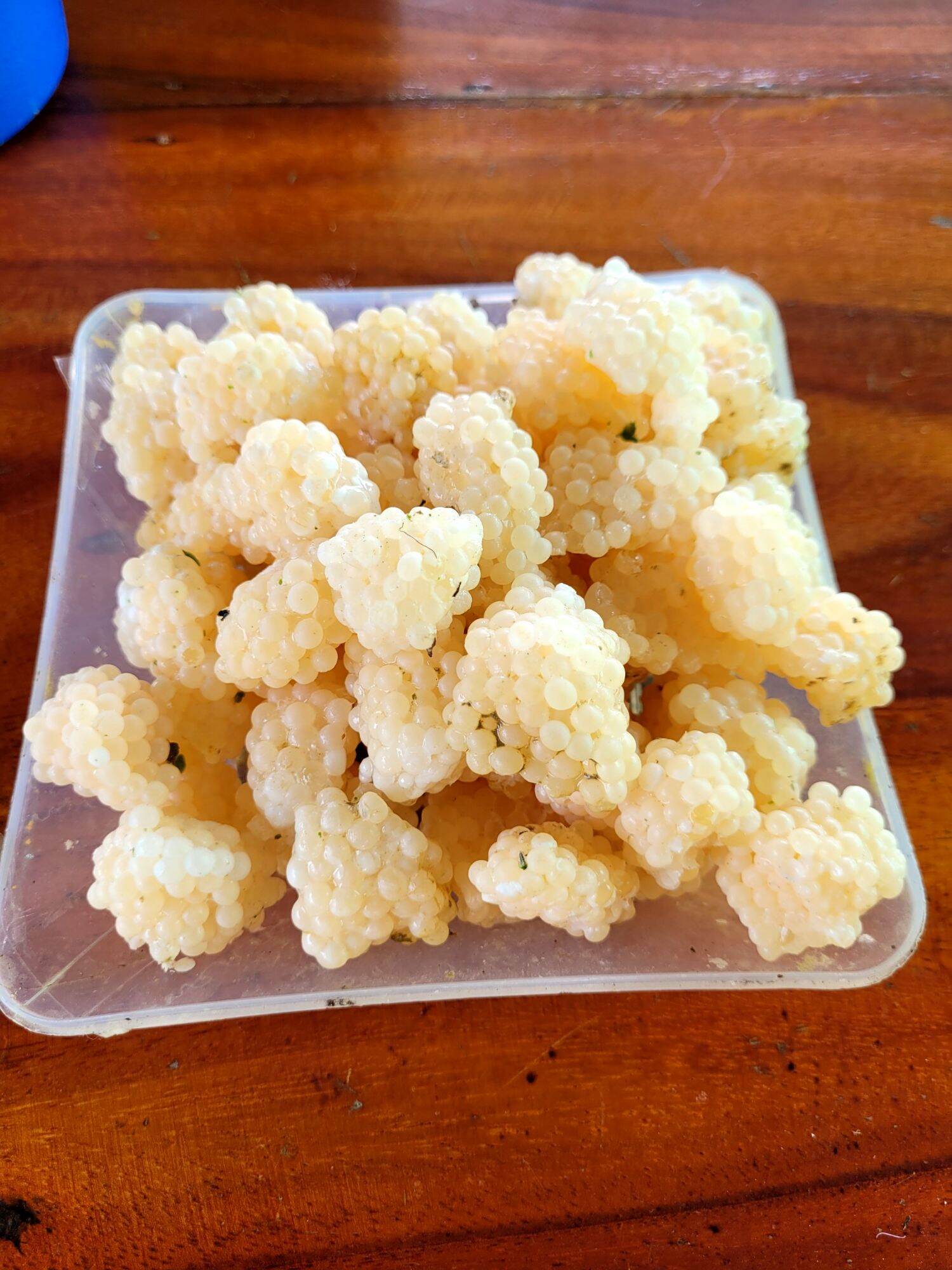 1kg trung oc bưu den ( bù 10% dập do vận chuyển)