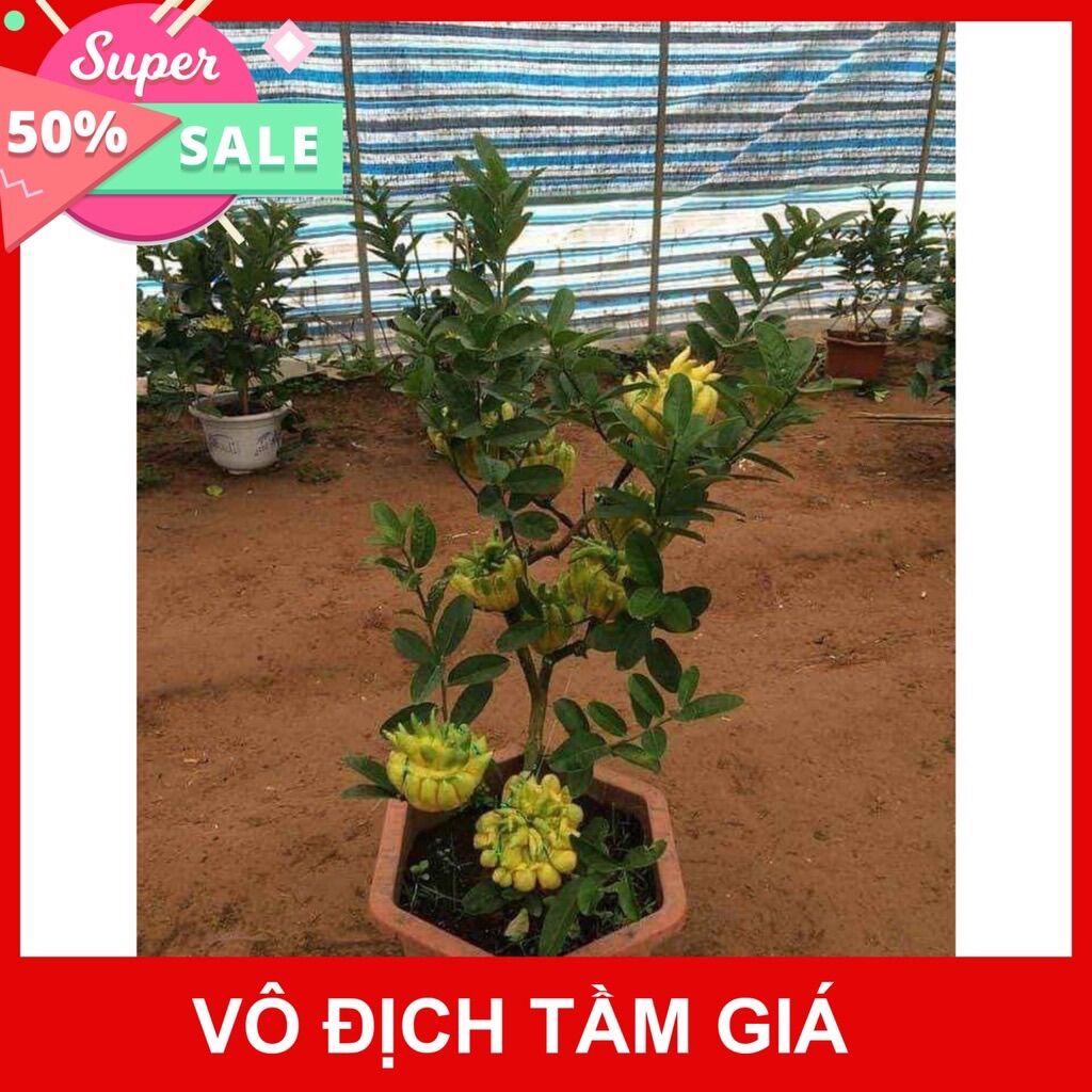 Cây Phật thủ giống