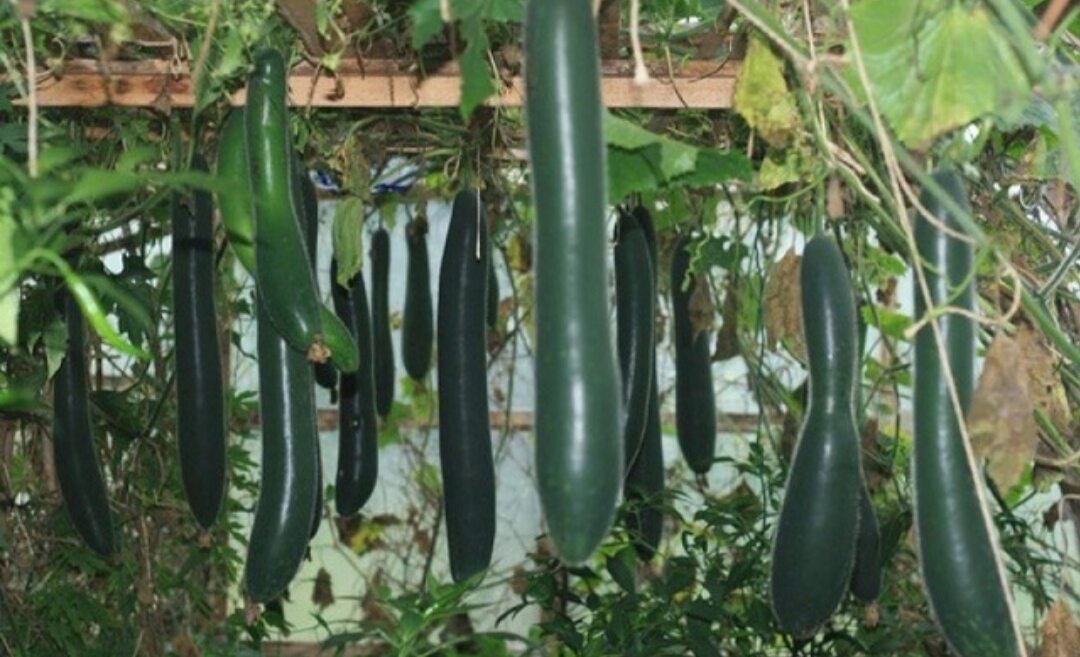 Hạt Giống Bí Đao Xanh Trái Dài (Bí Sặt)