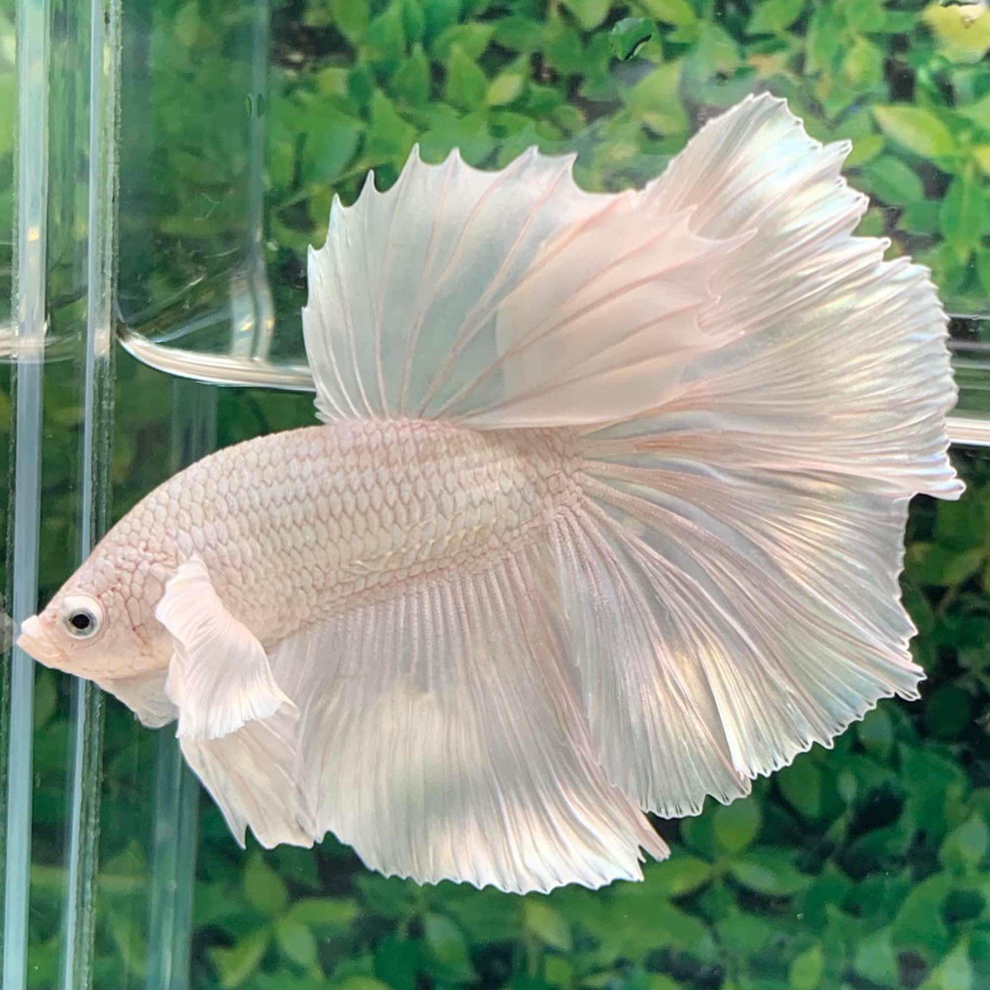 Betta Dumbo White Halfmoon - Size to - bao trắng