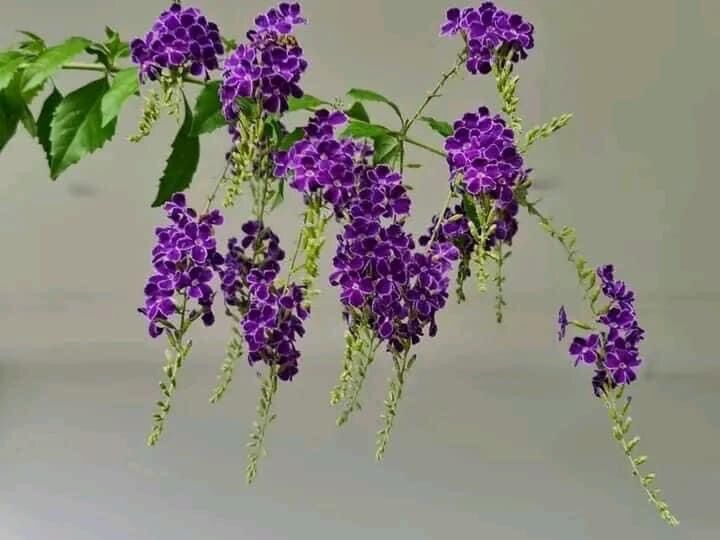 Cây mai chuỗi Ngọc tím