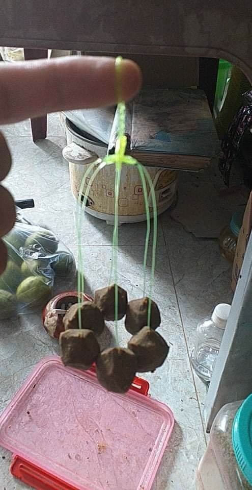 10 chùm nho câu cá chép, trắm ,trôi, mè, tra, trê, phi...vvvv