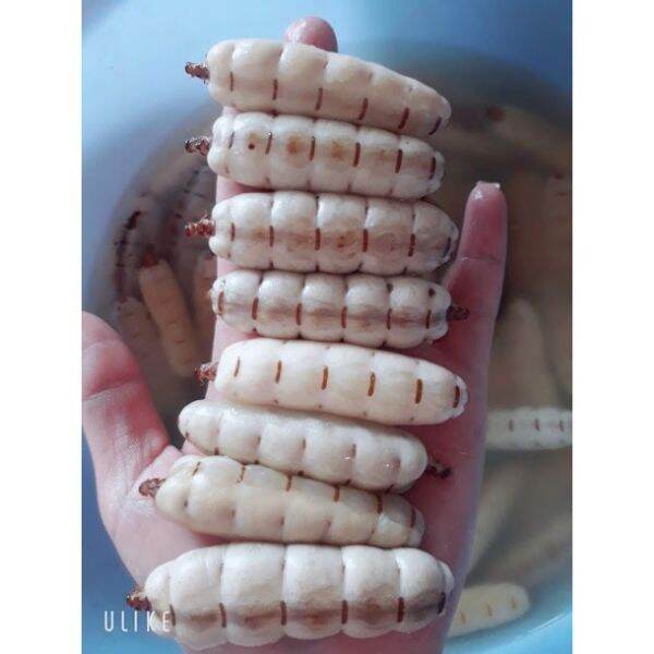 Set 10 con mối chúa