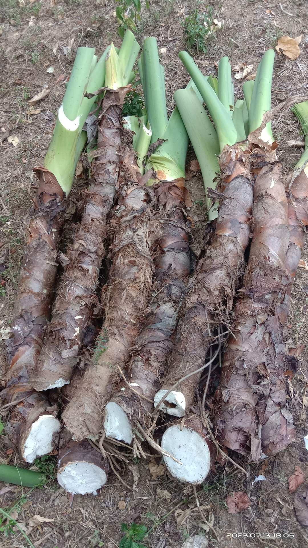 1kg củ bạc hà núi cây ráy voi. có sẵn
