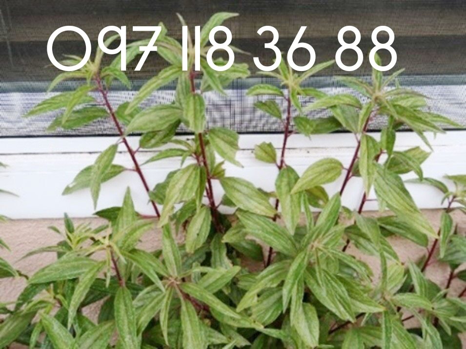 01kg cây thu ốc dòi tía khô .liên hệ: ms vui 097.118.3688 hoặc 0982 772 015