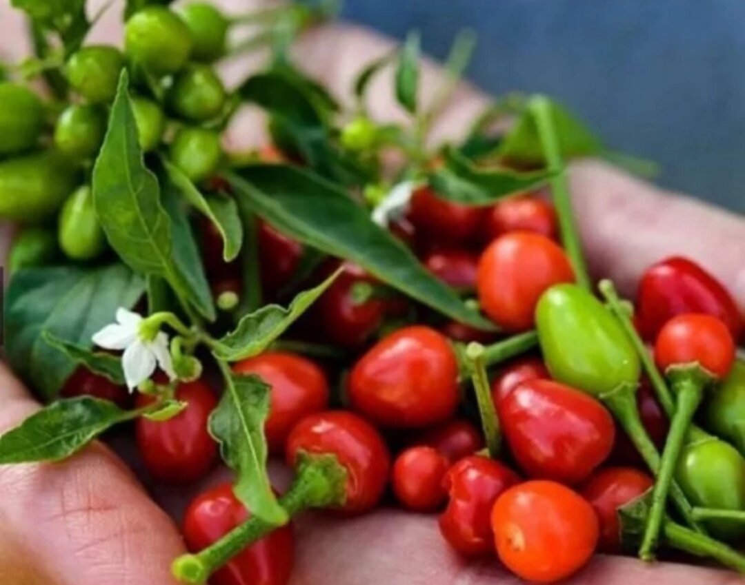 Combo 2 cây giống ớt Peru VÀNG + ĐỎ( chuẩn giống)