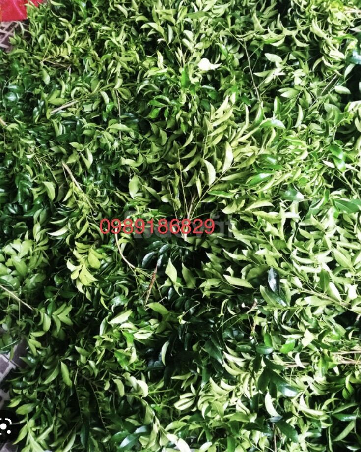 lá mắc mật tươi làm gia vị ướp nướng (đặc sản lạng sơn)
