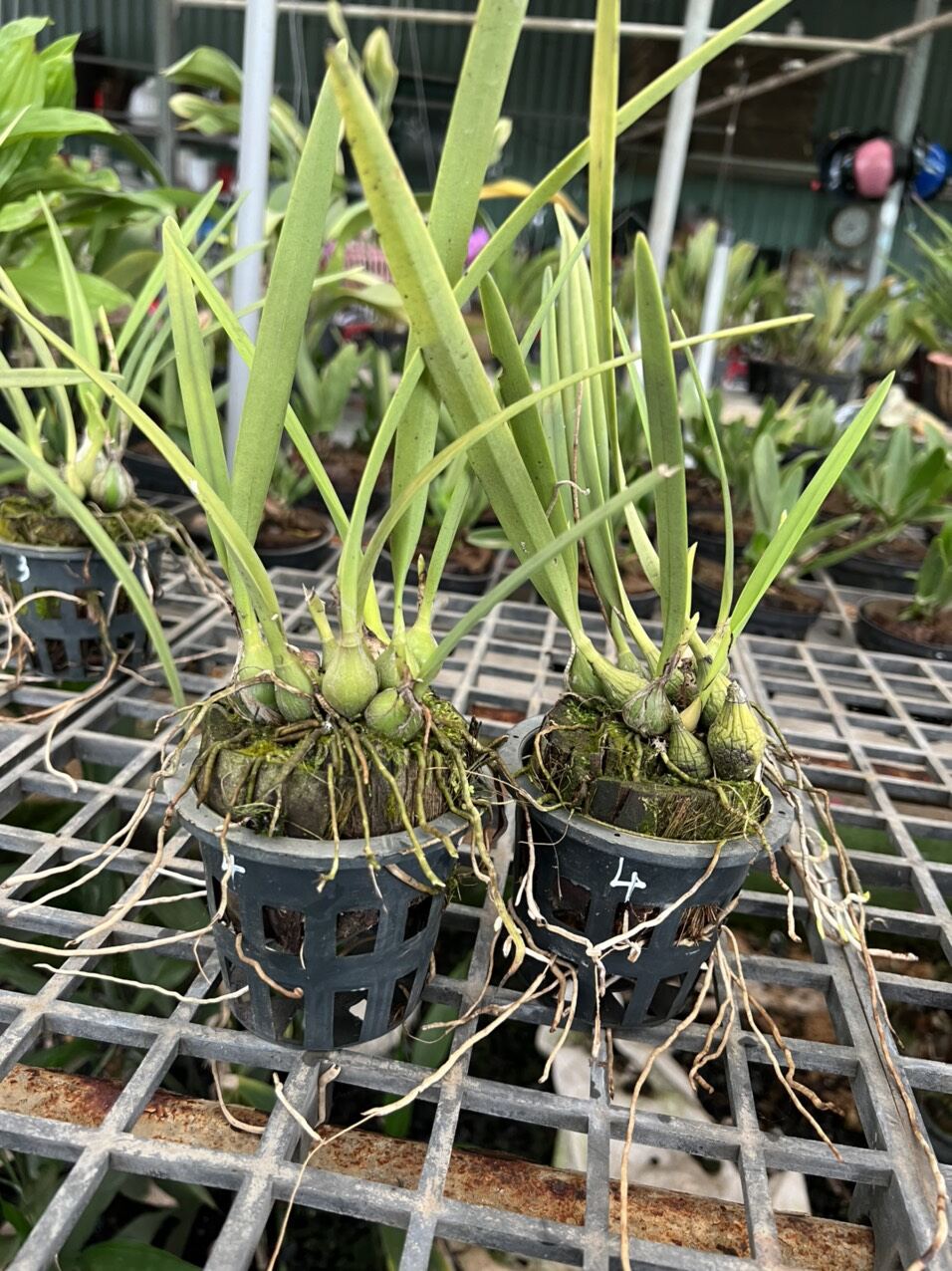 Hoa lan Encylia Xanh chậu nhỏ, hoa siêu thơm